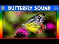 Download Lagu 🦋 BUTTERFLY SOUND - BUTTERFLY SOUND EFFECT - SOUND OF BUTTERFLY - NOISE OF BUTTERFLY