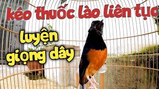 luy n ch e l a h t gi ng d y d i ch e l a t ch k ch l a h t nhi u gi ng ch e l a h t hay murai batu