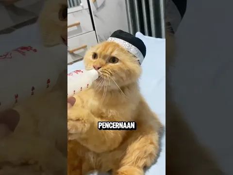 Jangan Pernah Memberi Kucing Susu Sapi‼️😱
