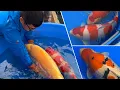 Download Lagu IMPORTANT TIPS to SELECT KOI FISH for YOUR KOI POND