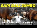 Download Lagu BARU TAU GW..!! ADA SAPI BALI SEBESAR INI..!! SIKAT GA YAA..???