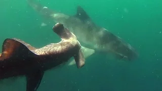 Tiger Shark vs Hammerhead Shark National Geographic
