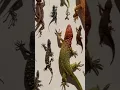 Download Lagu Lizards many types #lizard #art #beautiful #awesome