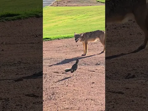 The Fastest Bird on the Desert Floor 🐦🏜️💨
