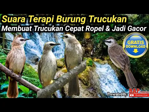 Download MP3 SUARA TERAPI BURUNG TRUCUKAN MEMBUAT TRUCUKAN CEPAT ROPEL DAN GACOR