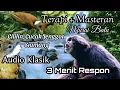 Download Lagu Audio Terapi, Siamang, Cililin dan Cucak Jenggot Untuk Murai Batu