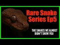 Rare Snake Series Ep5 – The Snakes We Almost Didn’t Show You
