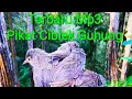 Download Lagu SUARA PIKAT BURUNG JITU CIBLEK GUNUNG 2022 BURCIL TERBARU MP3 ANTI ZONK AMPUH Hok'o Tenan