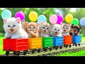 MEOW MEOW KITTENS | Children's Songs | Popular Indonesian Children's Songs The Cute Cat Meow