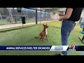 Orange County Animal Services seeks urgent help to adopt foster pets