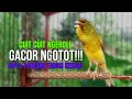 Download Lagu SUARA BURUNG Kenari GACOR PANJANG INI Cocok untuk Masteran KENARI PAUD dan Kenari Macet BUNYI