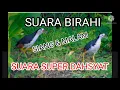 Download Lagu SUARA BIRAHI SUPER DAHSYAT