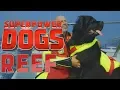 Filming Reef the fearless Italian water rescue dog Superpower Dogs