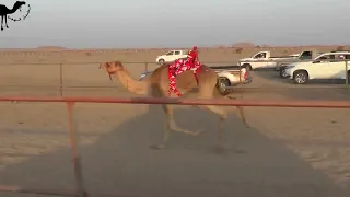 مسعف حمدان بن سيف بن سالم الدرعي ميدان سيح العراد 