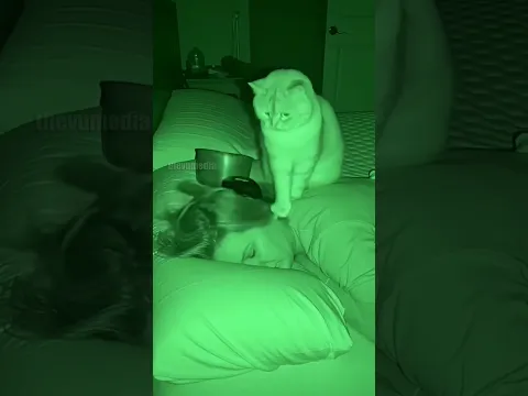 Cat's Brutal Morning Alarm Caught on Cam