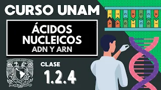 🌱 ÁCIDOS NUCLEICOS | Examen UNAM | ADN Y ARN, nucleótidos, bases nitrogenadas | Biología UNAM