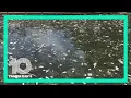 Expert says Elsa did not wash away red tide in Tampa Bay and could have made it worse