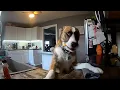Show Us Your Baddies HILARIOUS Naughty Pet Compilation