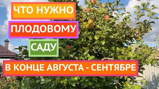 Ухаживаем за плодовыми деревьями в конце лета и начале осени!