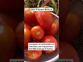 Download Lagu Are tomatoes safe in pregnancy?? #pregnancydiet #garbhavasta #pregnancyindia #prenatalnutrition