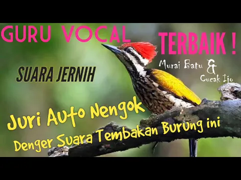 Download MP3 Masteran Suara Burung Pelatuk Jeda Rapat Suara Jernih ,cepat terekam dan tidak bikin stress burung