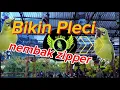 Download Lagu masteran pleci zipper durasi panjang | tembakan panjang