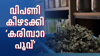 സഞ്ചാരികൾ തിരക്കിയെത്തുന്നു; വയനാട്ടിൽ തരംഗമായി കരിമ്പാറപ്പൂവ്