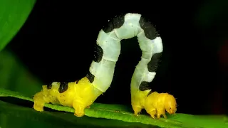 WILDLIFE FACTS Inchworms are called so because of their unique way of moving