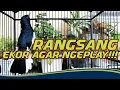 Download Lagu KACER GACOR FULL ISIAN.KACER BUKA EKOR.MAGPIE ROBIN.CHOE THAN