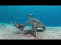 Download Lagu Dusk boat dive with Dive Friends Bonaire