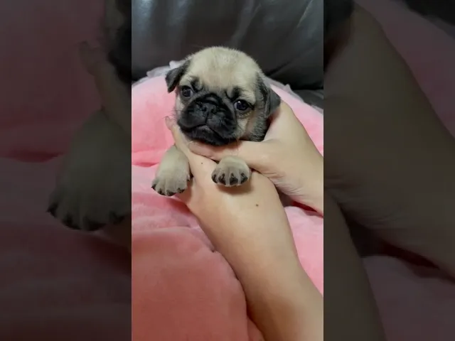 動画