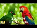 Download Lagu Top 25 meest kleurrijke vogels ter wereld