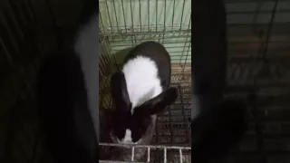 طريقة التلقيح السليمة والمؤكدة 