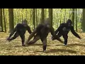 Lagu EU OLHEI PRO LADO E VI UM MACACO