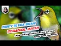 Download Lagu Terapi pleci monty betina birahi memanggil jantan bikin cepat buka paruh