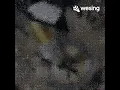 Download Lagu Salah Org Nie..(Orang Yang Salah)HQ