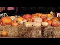 Fall into Hickory