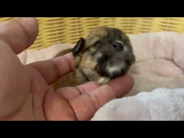 動画