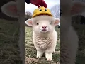 Download Lagu comel banget kambingnya.. #shortvideo #kambing #lucu
