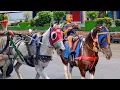 Download Lagu NAIK DELMAN ISTIMEWA 🐎 LAGU ANAK ANAK - KUDA DELMAN