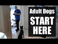 The First Steps For Training Your Adult Dog