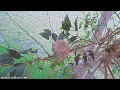 Download Lagu Fledged Hummingbird Chicks Return to Their Nest Area Daily. #hummingbird #chicks #nest #babybird