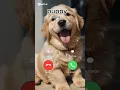 Download Lagu #ringtone #nadaderingtelepon #smartphone #ringtones #music #bgm #call #cute #funny #puppy