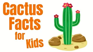 Cactus Facts for Kids | Learn About Cacti