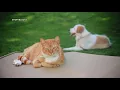 Killeen Animal Services offering free pet vaccines today