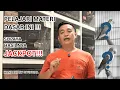Download Lagu MATERI INI WAJIB DI KETAHUI PEMULA LOVEBIRD !!! | HAMI AVIARY 04