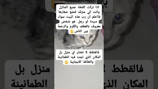 انتهبي اذا تركت القطط جميع البيوت واتت لتضع صغارها في منزلك اكسبلور  انتهبي اذا تركت القطط جميع البيوت واتت لتضع صغارها في منزلك اكسبلور