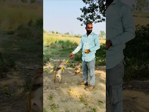 #funny #monkeychallenge #funniestmoments