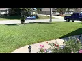 Floratam St Augustine sod 6 months later