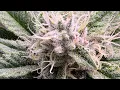 Caliconnection n PSGX collab of Alien OG x Heavens Gate 39